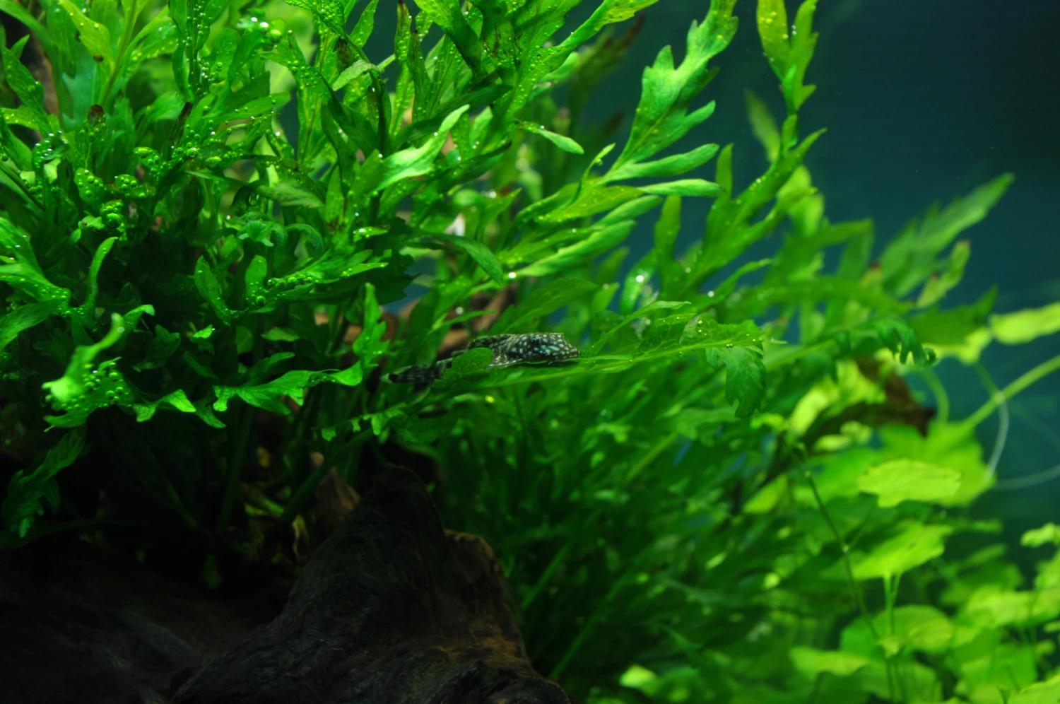 Kongo Wasserfarn / Bolbitis Heudelotii 4 Kongo Wasserfarn / Bolbitis Heudelotii – Bild 2