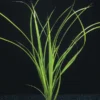 Helfers Zyperngras / Cyperus Helferi Im Topf -Hobby Verkäufe T092PP 1 1