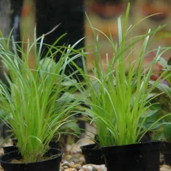 Helfers Zyperngras / Cyperus Helferi Im Topf -Hobby Verkäufe T092PP 1 3