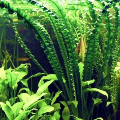 Flutende Hakenlilie / Crinum Natans (Crinum Aquatica) -Hobby Verkäufe T094T 1 3