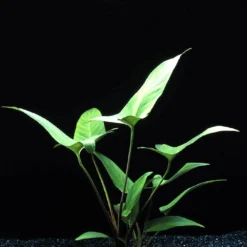 MUTTERPFLANZE Herzblättriges Riesenspeerblatt / Anubias Hastifolia