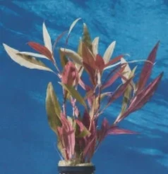 Schmalblättriges Papageienblatt / Alternanthera Reineckii Bronze