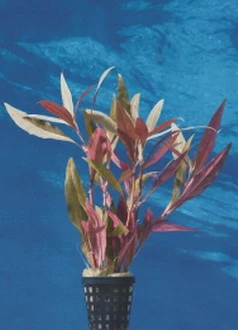 Schmalblättriges Papageienblatt / Alternanthera Reineckii Bronze 3 Schmalblättriges Papageienblatt / Alternanthera Reineckii Bronze