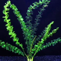 Stark Gewellte Wasserähre / Aponogeton Capuroni