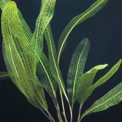 Madagaskar Gitterpflanze / Aponogeton Madagascariensis