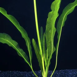 Große Schmale Gitterpflanze / Aponogeton Henkelianus