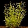 Schmalblättrige Ludwigie / Ludwigia Arcuata Im Topf