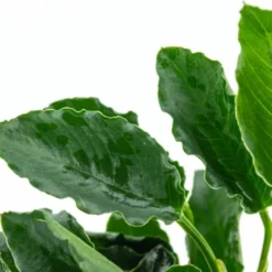 *NEU* Anubias Barteri Var. Nana "Kirin" -Hobby Verkäufe T101K T 1 3