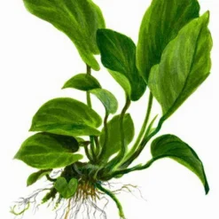 MUTTERPFLANZE Anubias Barteri Var. Caladiifolia "1705" / Breitblättriges, Langstieliges Speerblatt -Hobby Verkäufe T101U 20XL T 1 3