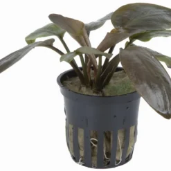 Meebolds Lagenandra / Lagenandra Meeboldii "Red" TOP-Rarität -Hobby Verkäufe T103 T 1 2