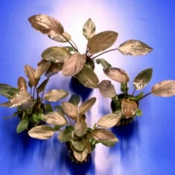 Meebolds Lagenandra / Lagenandra Meeboldii "Red" TOP-Rarität -Hobby Verkäufe T103 T 1 3