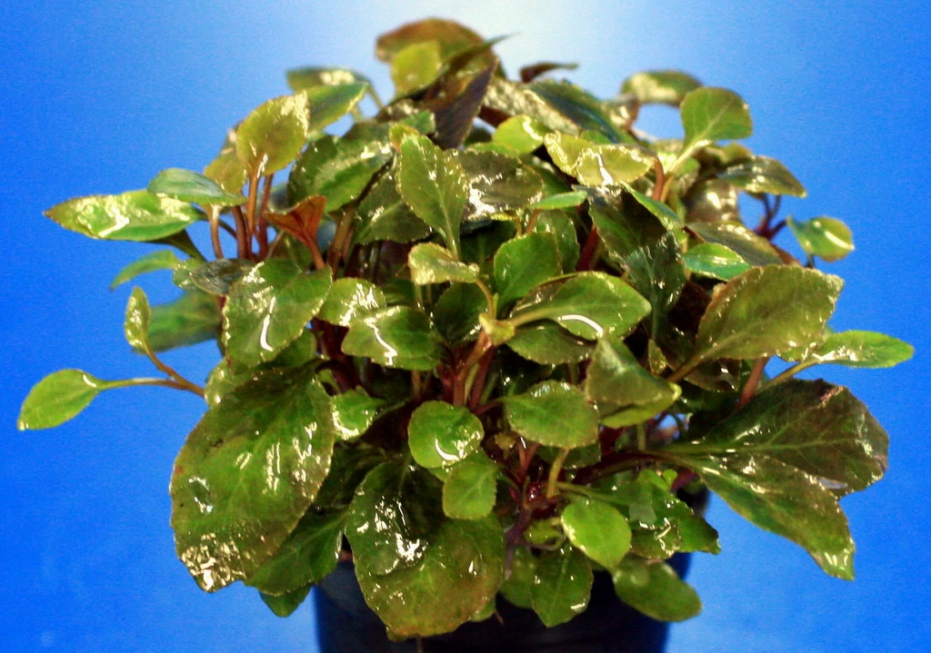 Zwerg-Kardinalslobelie / Lobelia Cardinalis Mini NEU! 3 Zwerg-Kardinalslobelie / Lobelia Cardinalis Mini NEU!