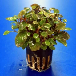 Zwerg-Kardinalslobelie / Lobelia Cardinalis Mini NEU! 6 Zwerg-Kardinalslobelie / Lobelia Cardinalis Mini NEU! -Hobby Verkäufe T104DE 1 2