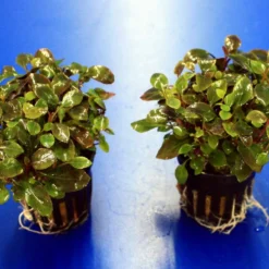 Zwerg-Kardinalslobelie / Lobelia Cardinalis Mini NEU! 7 Zwerg-Kardinalslobelie / Lobelia Cardinalis Mini NEU! -Hobby Verkäufe T104DE 1 3