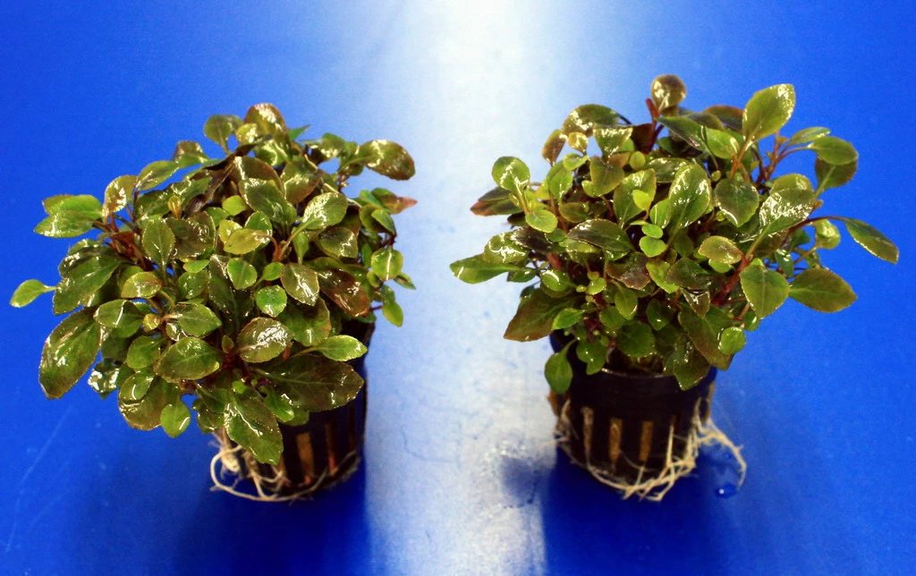 Zwerg-Kardinalslobelie / Lobelia Cardinalis Mini NEU! 5 Zwerg-Kardinalslobelie / Lobelia Cardinalis Mini NEU! – Bild 3