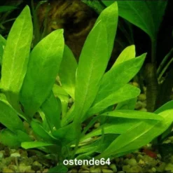 Breitblättrige Zwergamazonas / Echinodorus Quadricostatus - Magdalenensis Im Topf 6 Breitblättrige Zwergamazonas / Echinodorus Quadricostatus - Magdalenensis Im Topf -Hobby Verkäufe T10502ST 1 2 1