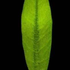 In-Vitro Breitblättrige Zwergamazonas / Echinodorus Quadricostatus - Magdalenensis -Hobby Verkäufe T10502ST 1 3