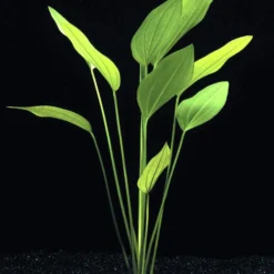 Argentinischer Froschlöffel / Echinodorus Argentinensis