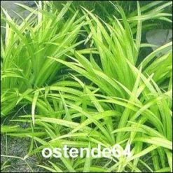 XL In-Vitro Grasartige Zwergschwertpflanze / Echinodorus Latifolius -Hobby Verkäufe T10512ST 1 2