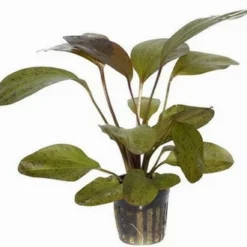 Paul Klöckner Schwertpflanze / Echinodorus Paul Kloeckner