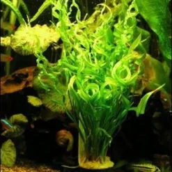 Korkenzieher Schwertpflanze / Echinodorus Vesuvius *Rarität*