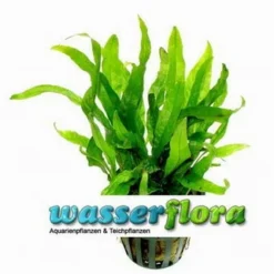 Mini Javafarn / Microsorum Pteropus 'Short Narrow Leaf' - Rarität