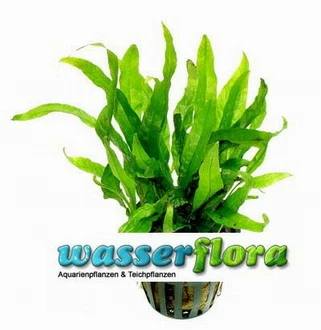 Mini Javafarn / Microsorum Pteropus 'Short Narrow Leaf' - Rarität 3 Mini Javafarn / Microsorum Pteropus 'Short Narrow Leaf' - Rarität