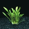 Zwerg-Wasserkelch / Cryptocoryne Parva -Hobby Verkäufe T106T 1 1 1