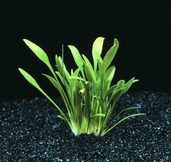 XL In-Vitro Zwerg-Wasserkelch / Cryptocoryne Parva 3 XL In-Vitro Zwerg-Wasserkelch / Cryptocoryne Parva