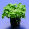 Amerikanischer Wassernabel / Hydrocotyle Verticillata -Hobby Verkäufe T10742ST 1 1