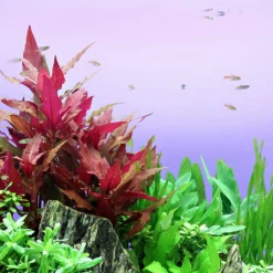 Breitblättriges, Rotes Papageienblatt / Alternanthera Reineckii ROT