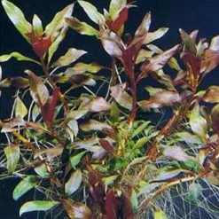 Rote Stern-Ludwigie / Ludwigia Glandulosa Peruensis Im Topf