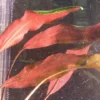 Herzblättriger Wasserkelch / Cryptocoryne Cordata Blassii *RARITÄT* 1 Herzblättriger Wasserkelch / Cryptocoryne Cordata Blassii *RARITÄT* -Hobby Verkäufe T108WA 1 1