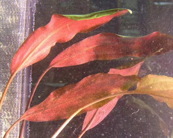 Herzblättriger Wasserkelch / Cryptocoryne Cordata Blassii *RARITÄT* 3 Herzblättriger Wasserkelch / Cryptocoryne Cordata Blassii *RARITÄT*