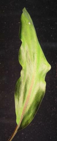 Herzblättriger Wasserkelch / Cryptocoryne Cordata Blassii *RARITÄT* 4 Herzblättriger Wasserkelch / Cryptocoryne Cordata Blassii *RARITÄT* – Bild 2