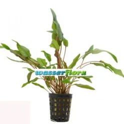 Herzblättriger Wasserkelch / Cryptocoryne Cordata Blassii *RARITÄT* 7 Herzblättriger Wasserkelch / Cryptocoryne Cordata Blassii *RARITÄT* -Hobby Verkäufe T108WA 1 4
