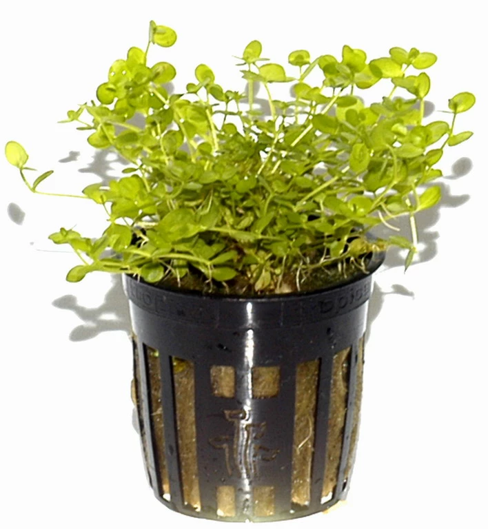 Rundblättriges Perlenkraut / Micranthemum Umbrosum 5 Rundblättriges Perlenkraut / Micranthemum Umbrosum – Bild 3