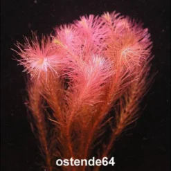 Rotes Mooskraut / Rotala Wallichii Im Topf