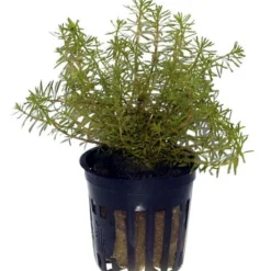 Rotes Mooskraut / Rotala Wallichii Im Topf 7 Rotes Mooskraut / Rotala Wallichii Im Topf -Hobby Verkäufe T10912ST 1 3