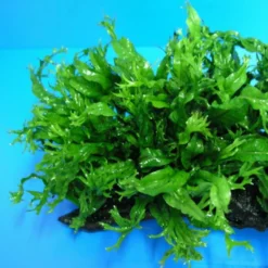 Javafarn WINDELOV / Microsorum Pteropus Windelov - Topf