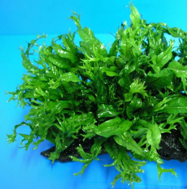 MUTTERPFLANZE Javafarn WINDELOV / Microsorum Pteropus Windelov 3 MUTTERPFLANZE Javafarn WINDELOV / Microsorum Pteropus Windelov