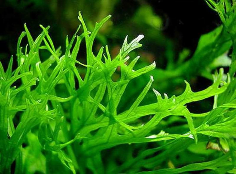 MUTTERPFLANZE Javafarn WINDELOV / Microsorum Pteropus Windelov 4 MUTTERPFLANZE Javafarn WINDELOV / Microsorum Pteropus Windelov – Bild 2