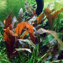 Grosser, Brauner Wasserkelch MiOya / Cryptocoryne Wendtii 'Mi Oya'