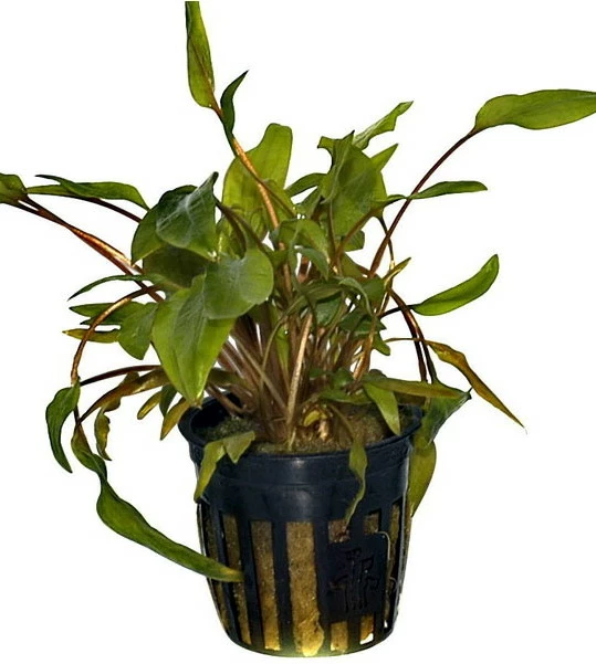 Grosser, Brauner Wasserkelch MiOya / Cryptocoryne Wendtii 'Mi Oya' 4 Grosser, Brauner Wasserkelch MiOya / Cryptocoryne Wendtii 'Mi Oya' – Bild 2