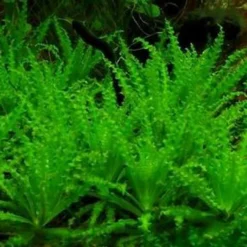 Kleiner Stern 'Daonoi' - Sternkraut / Pogostemon Helferi -Hobby Verkäufe T11080ST 1 2