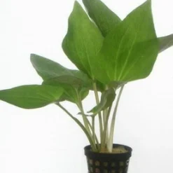 Amerikanischer Eidechsenschwanz / Saururus Cernuus Im Topf