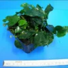 MUTTERPFLANZE Zwergspeerblatt / Anubias Barteri Var. Nana -Hobby Verkäufe T11800ST 1 1