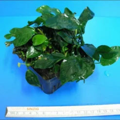 MUTTERPFLANZE Zwergspeerblatt / Anubias Barteri Var. Nana