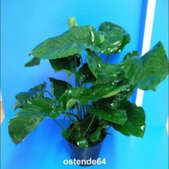 MUTTERPFLANZE Breitblättriges Speerblatt / Anubias Barteri Var. Barteri 7 MUTTERPFLANZE Breitblättriges Speerblatt / Anubias Barteri Var. Barteri -Hobby Verkäufe T11801ST 1 3