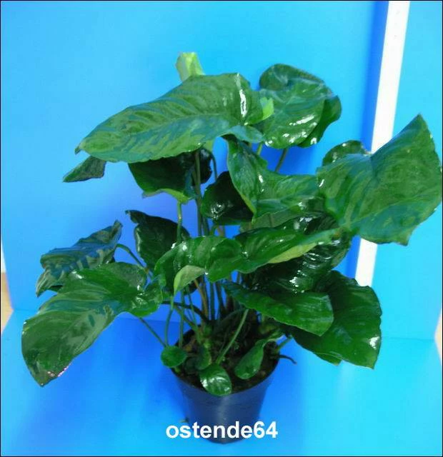 MUTTERPFLANZE Breitblättriges Speerblatt / Anubias Barteri Var. Barteri 5 MUTTERPFLANZE Breitblättriges Speerblatt / Anubias Barteri Var. Barteri – Bild 3